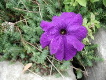 pansy