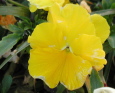pansy