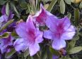 bloom