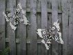 pair of butterflies