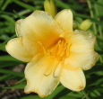 lilly