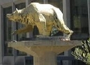 golden bear